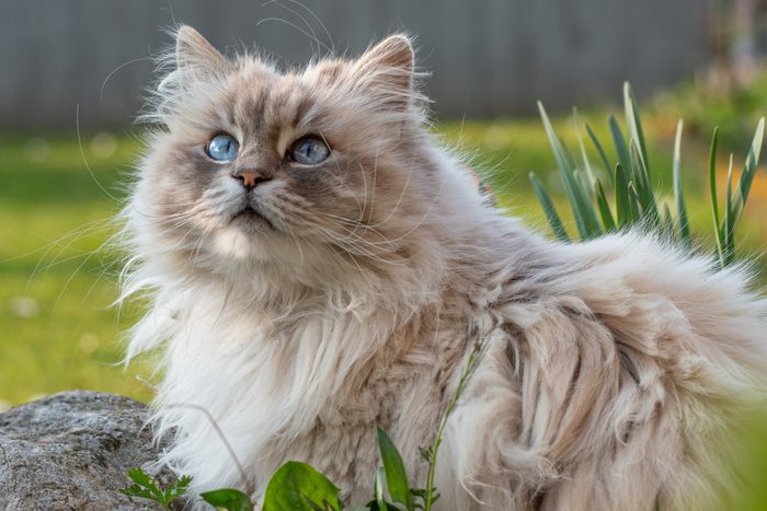20 Cutest Cat Breeds You’ll Want to Adopt