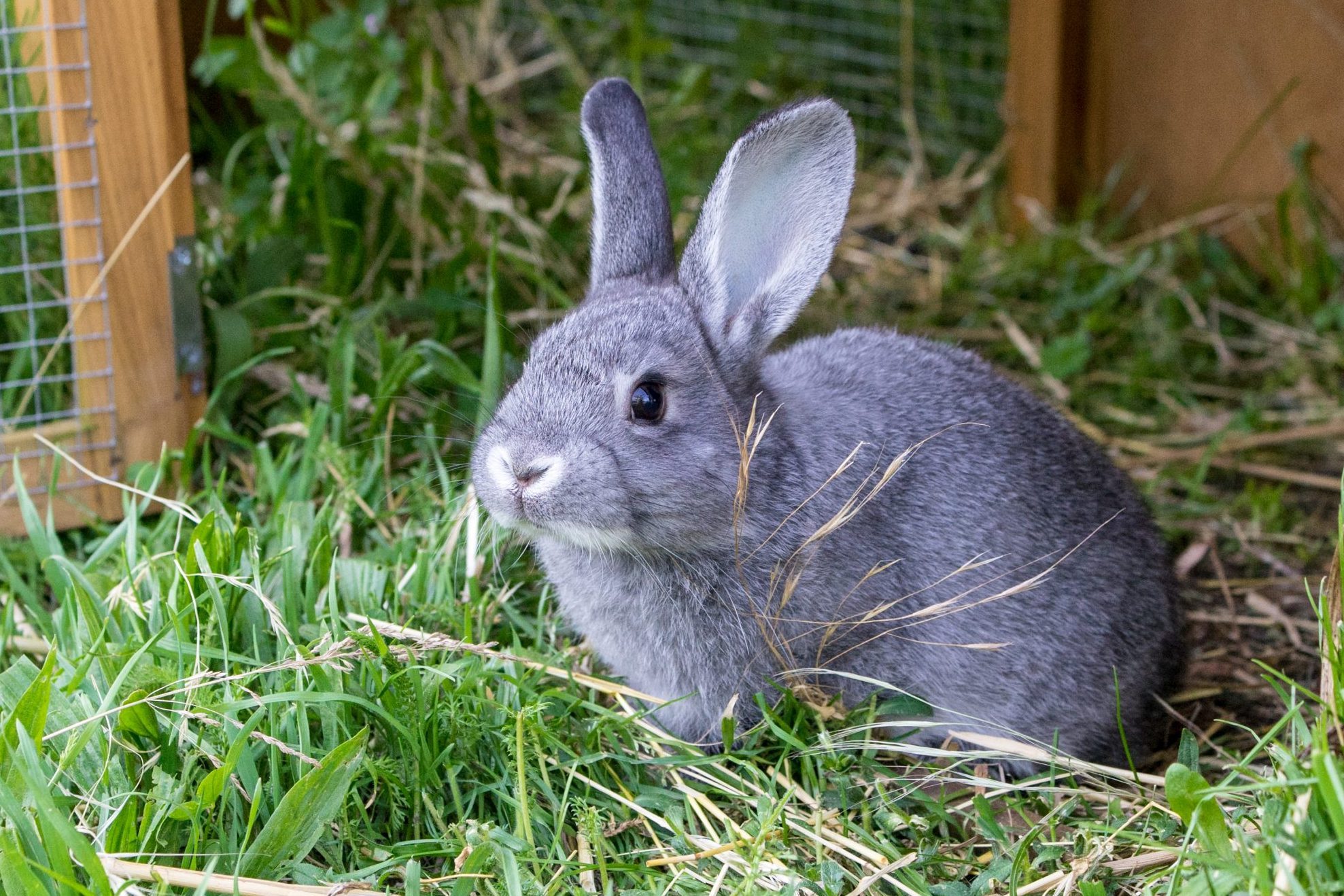 gray rabbit