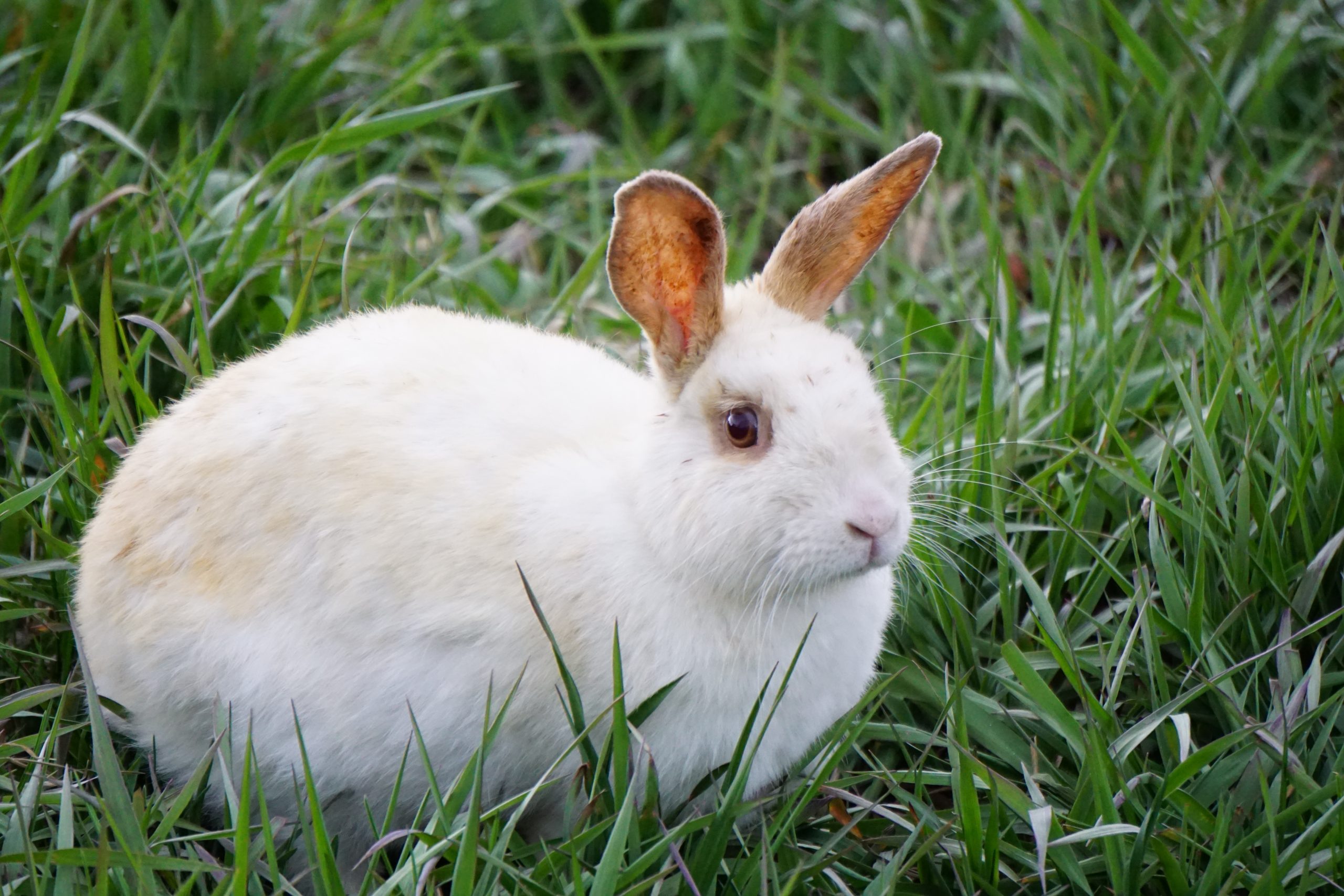 White Bunny