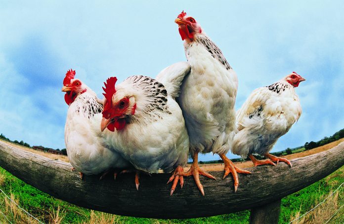Four Chickens on Fence