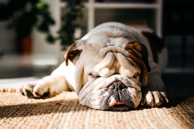 12 Flat-Faced Dog Breeds That Are Just So Precious