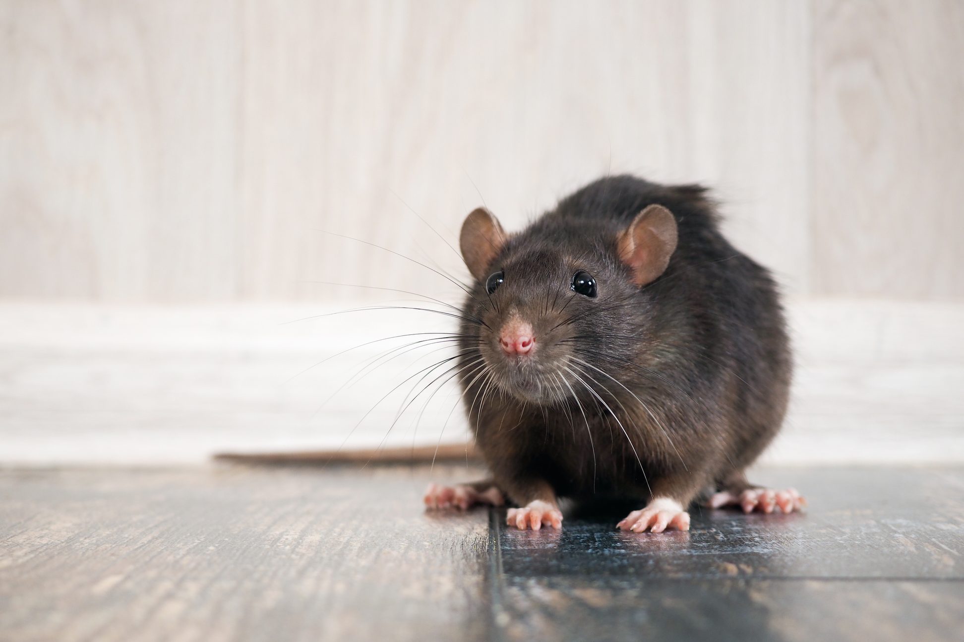 Rat in the house on the floor