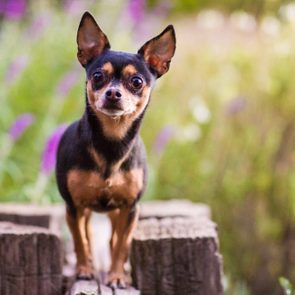 Small dog stands alertly on wooden planks, with a blurred background of green foliage and purple flowers.