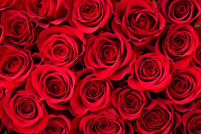 Why Is the Rose a Popular Flower for Valentine’s Day?