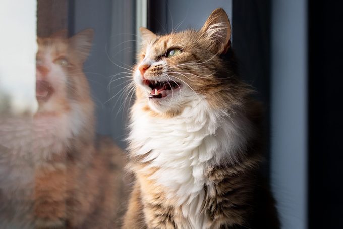 Why Do Cats Chirp, and Does It Mean They’re Happy?