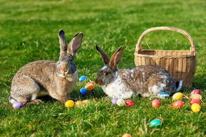 happy easter bunny with eggs