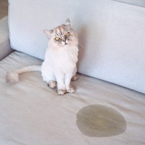 Cat sitting beside wet stain on a beige sofa, looking upwards, in a bright room.