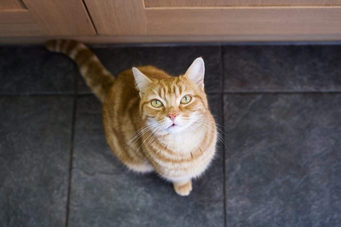 Decode Your Cat’s Behavior: 17 Cat Behaviors Explained