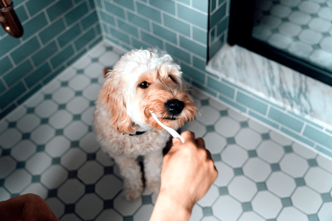 How to Clean Your Dog’s Teeth Easily and Effectively