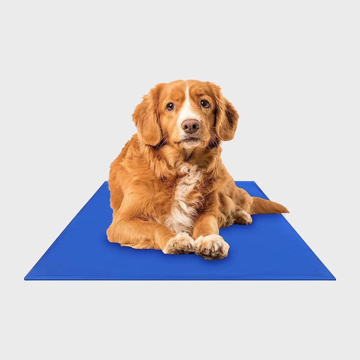 Dog resting on blue mat against plain white background.