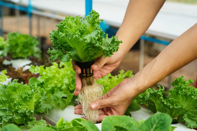 Everything You Need to Know About Hydroponic Gardening