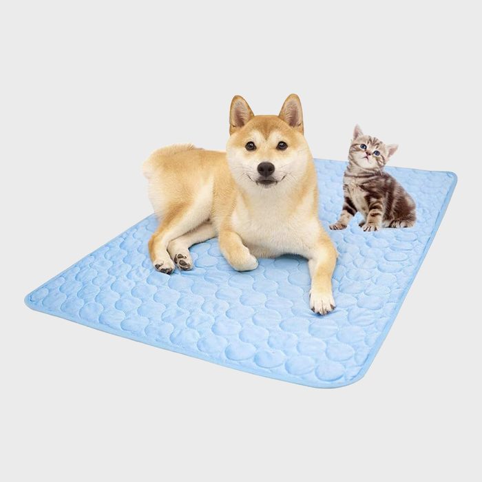 Dog lying next to kitten on a blue quilted mat, set against a plain white background.