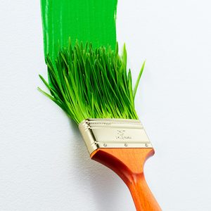 Paintbrush with grass bristles paints a wide green stroke on a white surface.