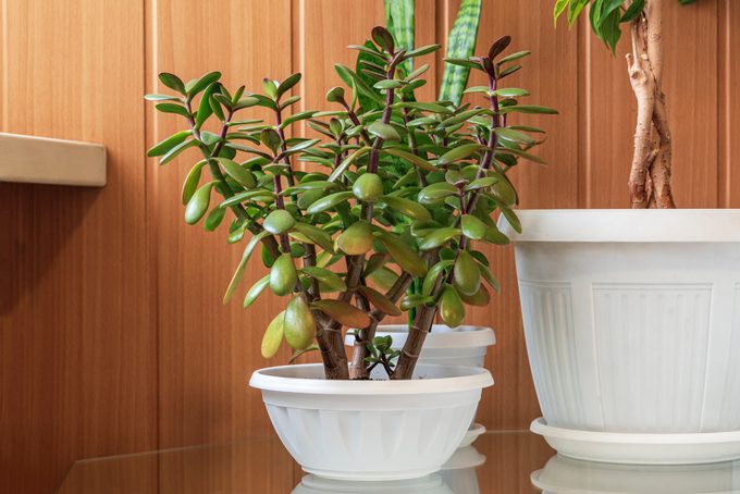 How to Care for a Jade Plant