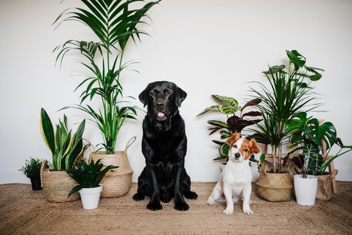 19 Plants That Are Poisonous to Dogs