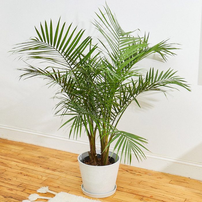 A potted palm plant sits on a wooden floor against a plain white wall inside a room.