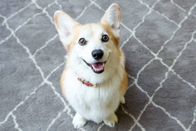Do Dogs Smile? Decoding Your Dog’s Happy Face
