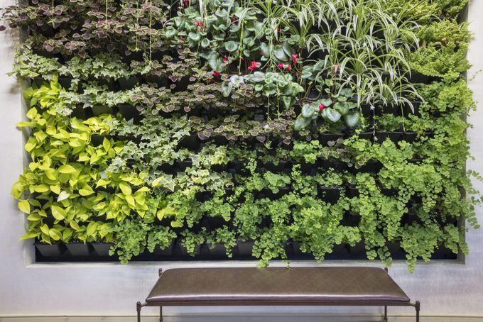 How to Create a Living Wall That Brings the Outdoors In