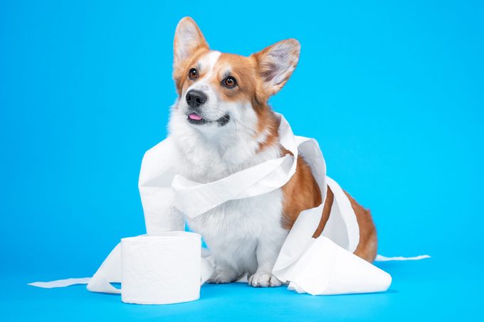 If You See White Dog Poop, This Is What It Means