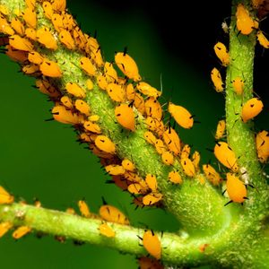 Orange aphids cluster densely, feeding on a green plant stem in a natural, outdoor setting.