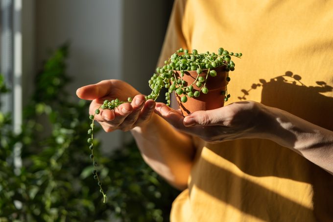 6 Indoor Plant Lighting Tips to Help Your Plants Thrive