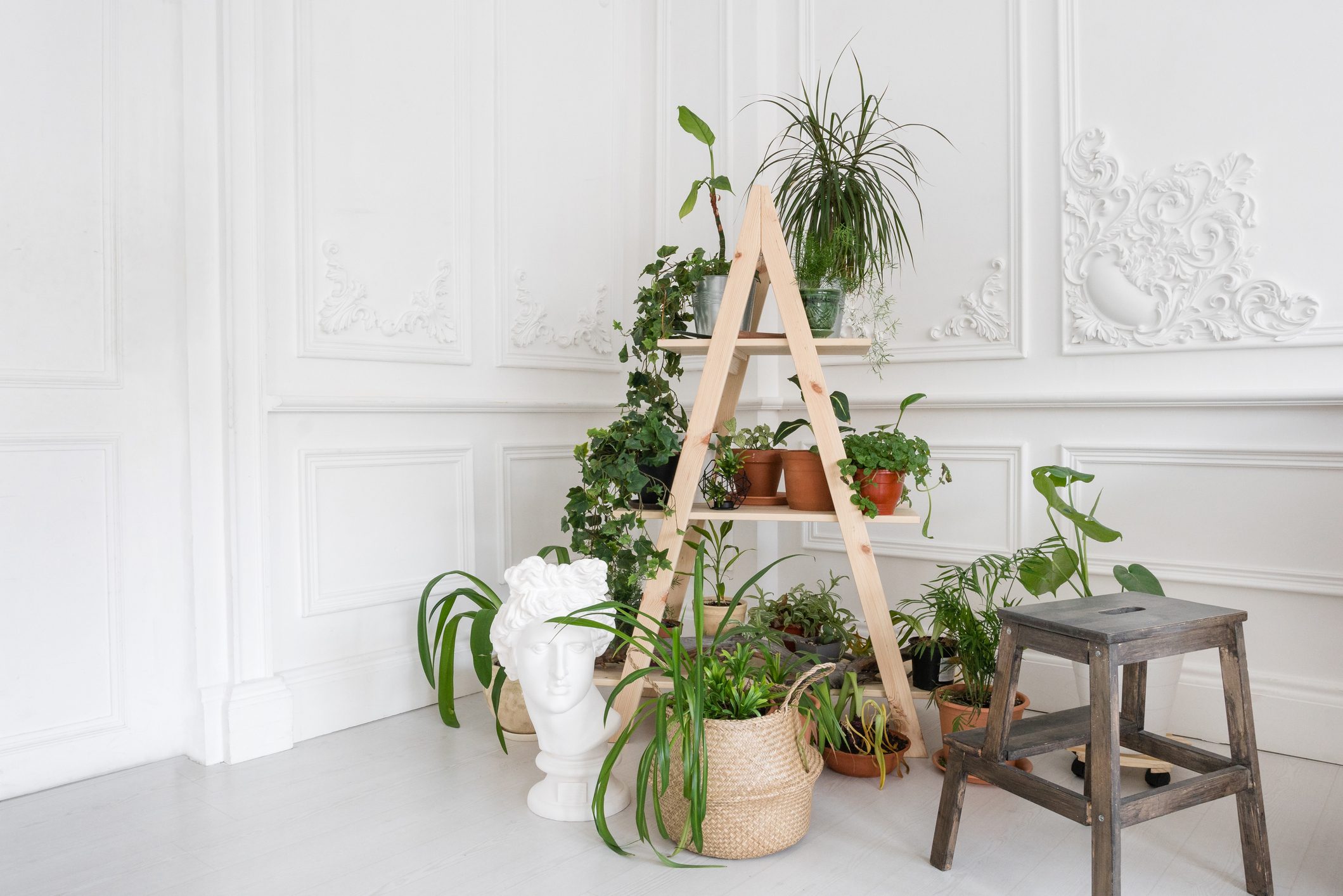 luxurious light interior in the Baroque style. A spacious room with DIY wooden stand for flowers. Plant stucco on the walls