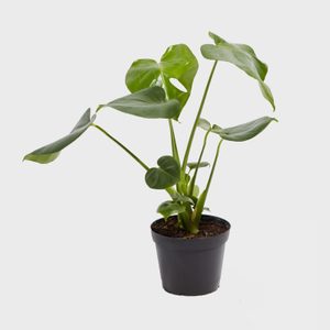 A potted plant with large, glossy green leaves extending upward, set against a plain white background.