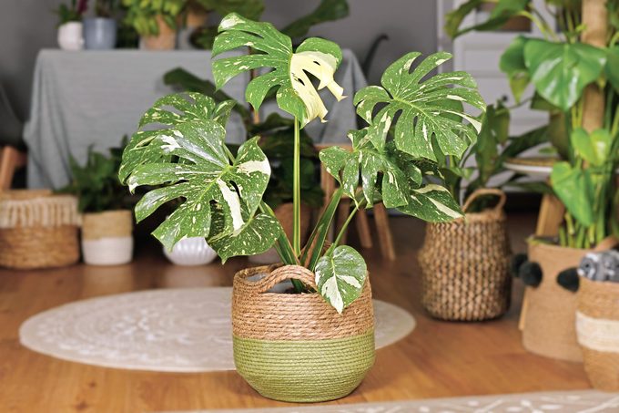 How to Care for Monstera Plants