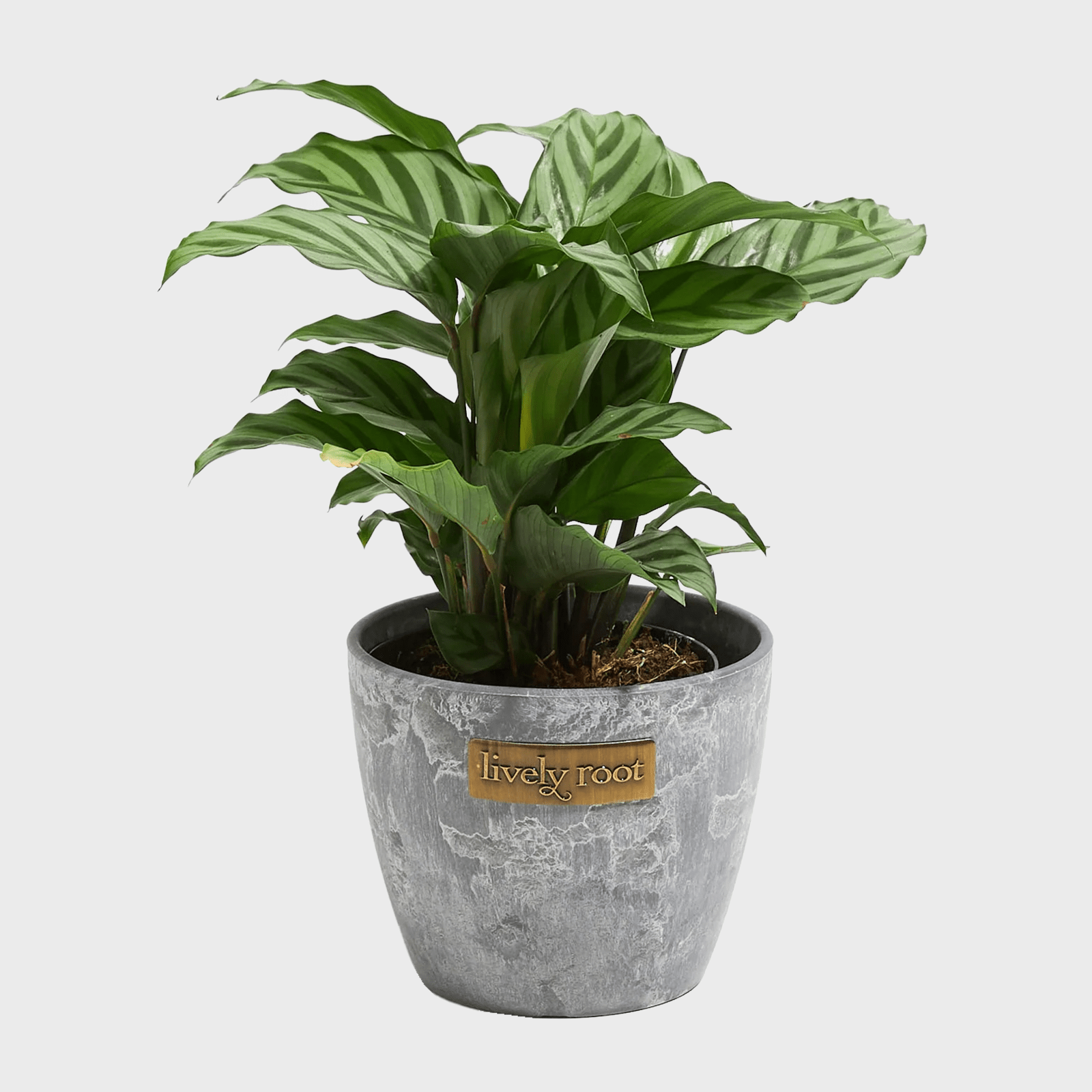 Calathea Concinna Freddie Ecomm Via Livelyroot.com