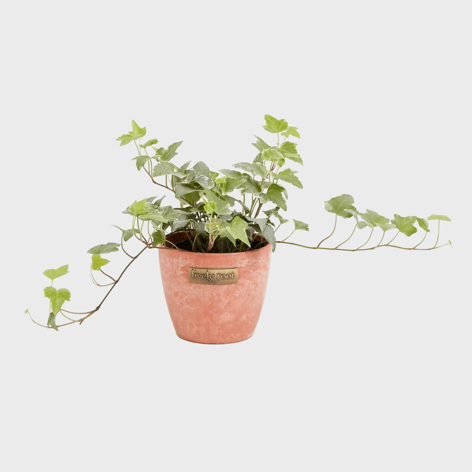 English Ivy Glacier Ecomm Via Livelyroot.com