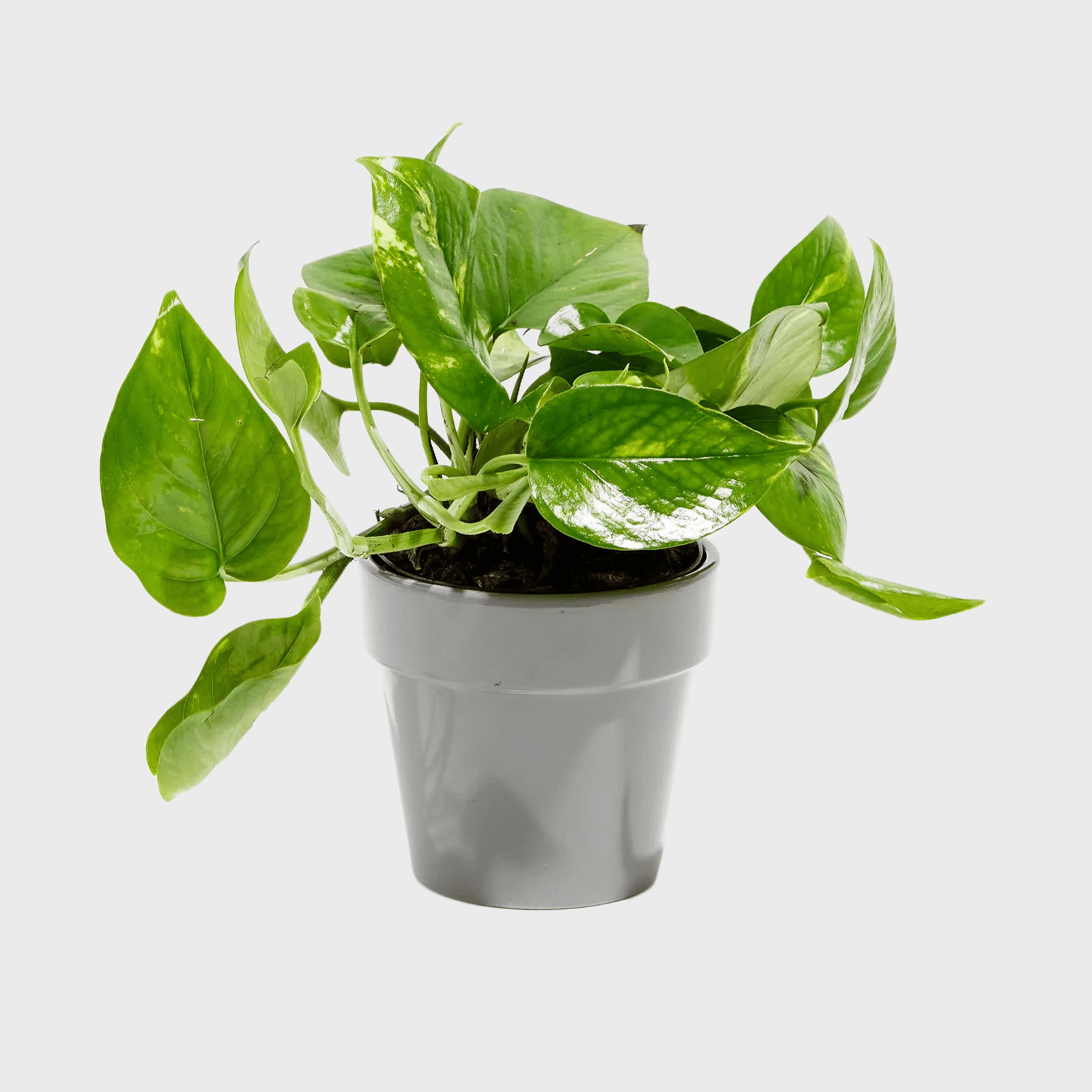 Golden Pothos Ecomm Via Livelyroot.com