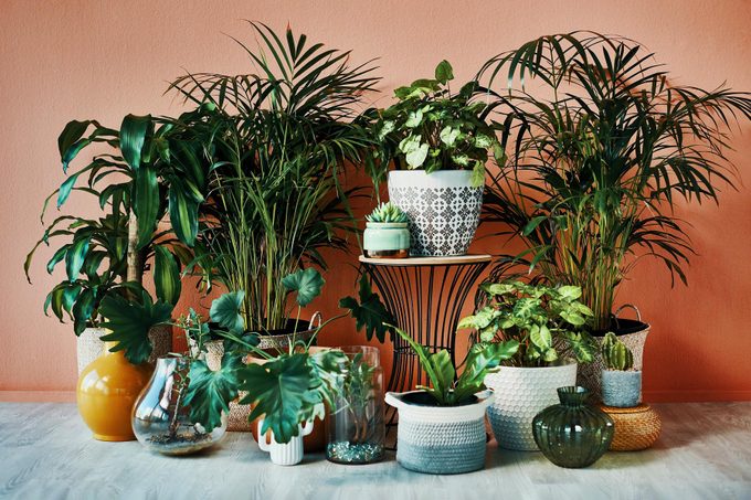 Your Complete Guide to Indoor Plants: How to Keep Them Happy, Healthy and Green