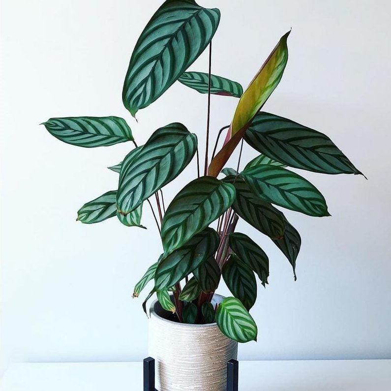 Leafjoy Collection Ctenanthe Setosa Ecomm Via Homedepot.com