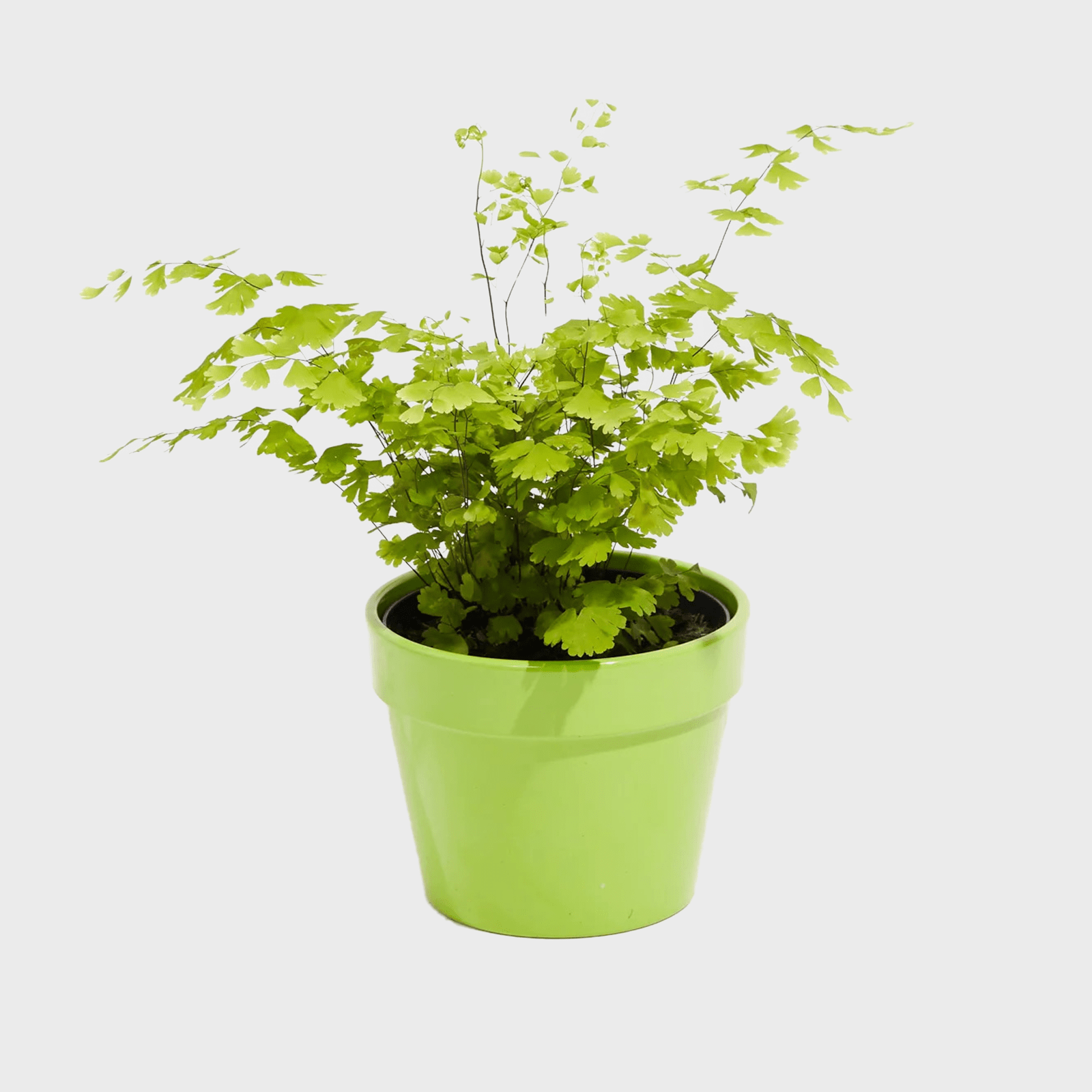 Maidenhair Fern Ecomm Via Livelyroot.com