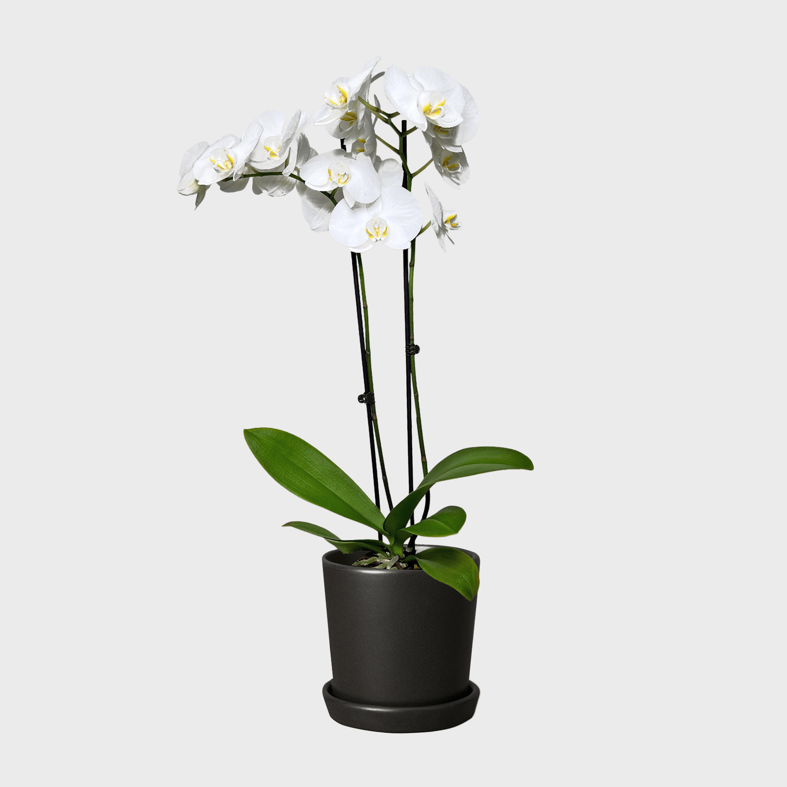 White Orchid Ecomm Via Thesill.com