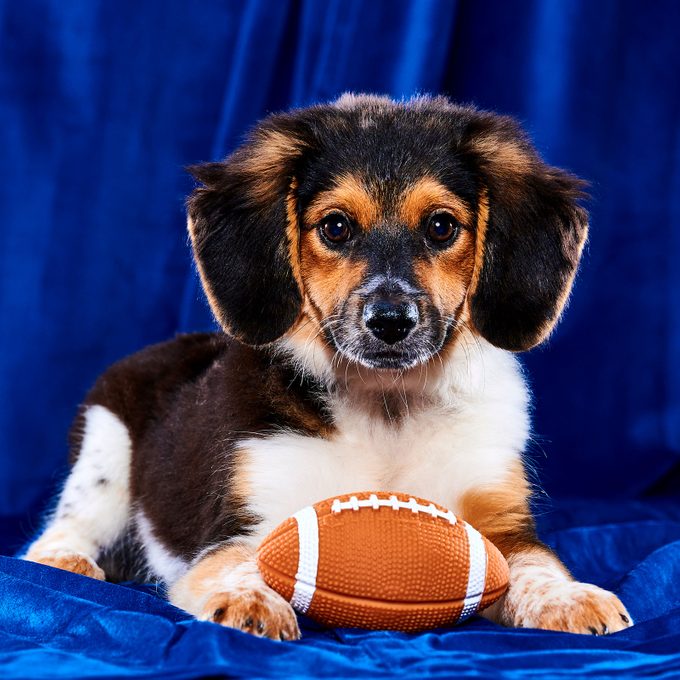 How to Watch the Puppy Bowl 2025