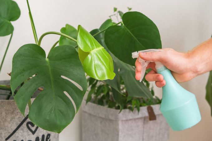 How to Use Neem Oil on Plants to Protect Against Pests