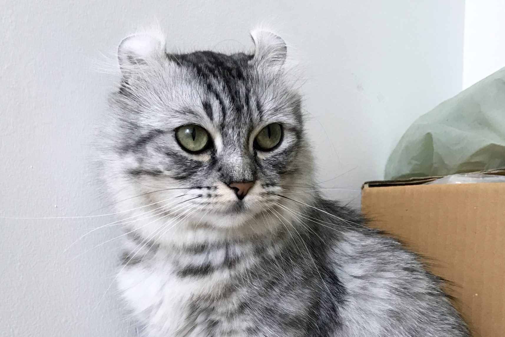 American curl cat