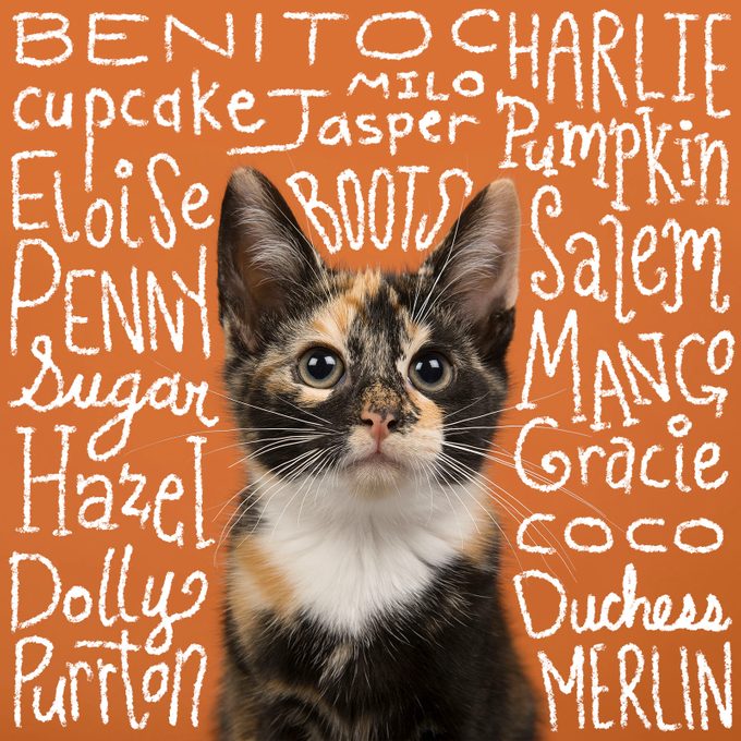 200+ Cute Cat Names You’ll Paws-itively Love