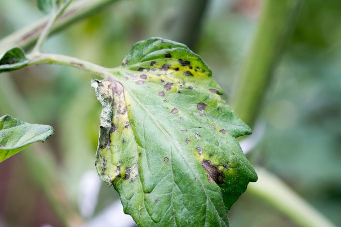If You See Purple Dots on Your Tomato Leaves, This Is What It Means