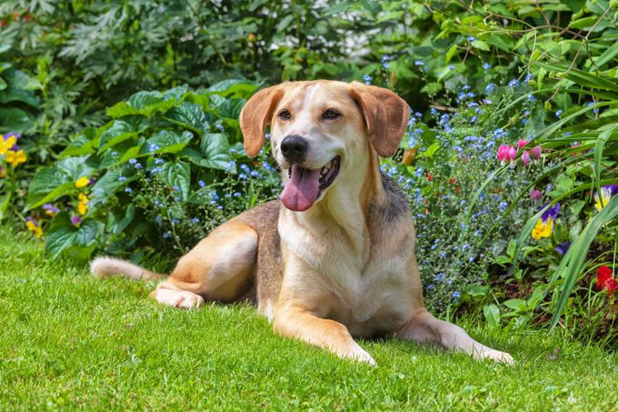 How to Keep Dogs Out of Your Yard