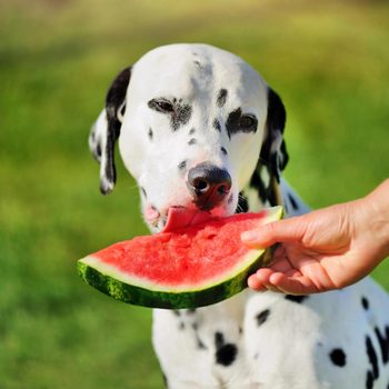 Dalmatian licking a watermelon slice held by a person, set against a blurred grassy background.