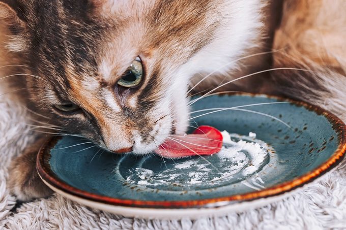 Can Cats Eat Cheese? Here’s What Vets Say