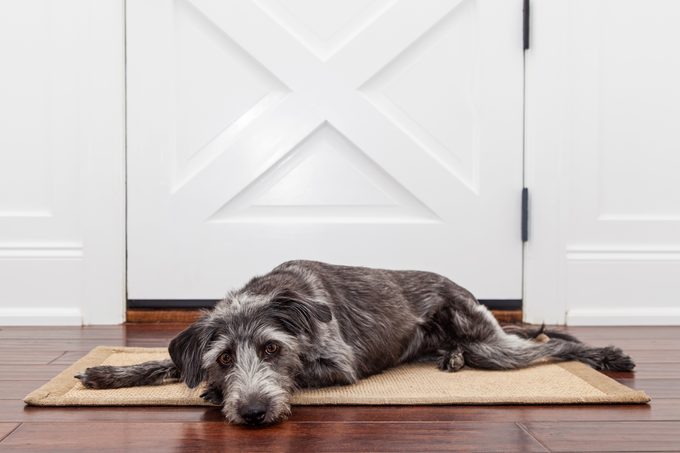 How Long Can You Leave a Dog Alone at Home?
