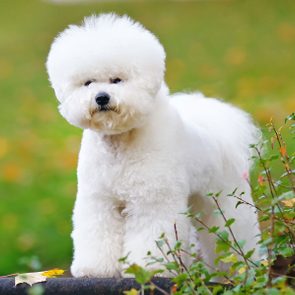Fluffy white dog stands on edge, surrounded by greenery and blurred fall colors in the background.