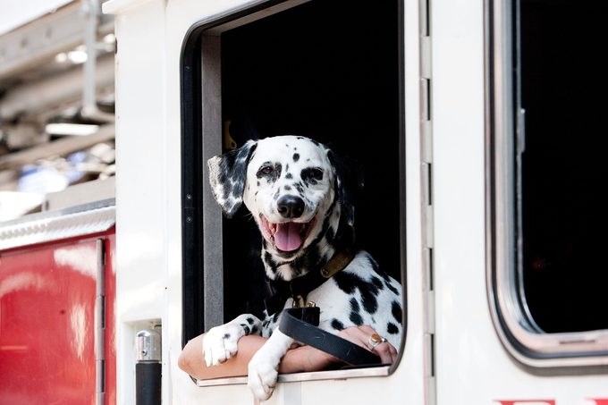 Why Are Dalmatians Fire Dogs? Historians Explain
