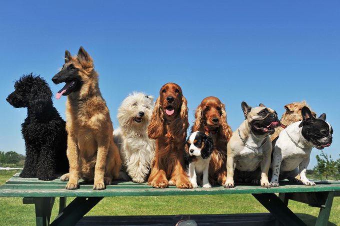 How Many Breeds of Dogs Are There in the World?
