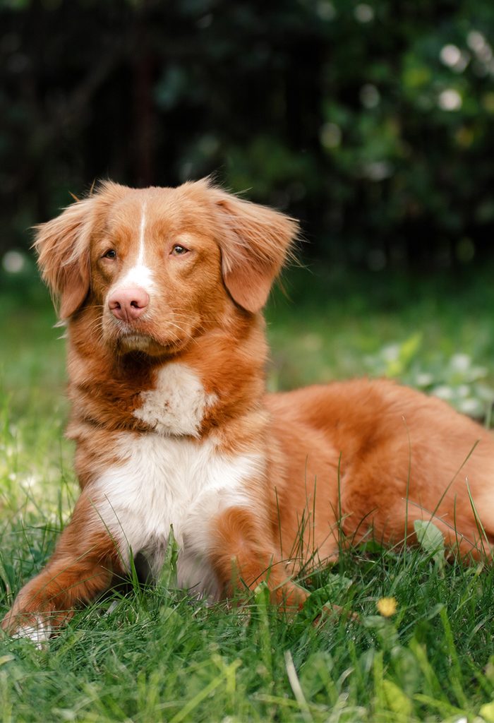 Nova Scotia Duck Tolling Retriever Gettyimages 612248418