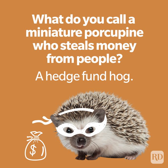 80 Animal Jokes That Are the Wildest in the Kingdom