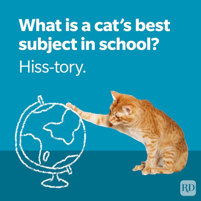 60 Cat Jokes That Will Have You in Hiss-terics